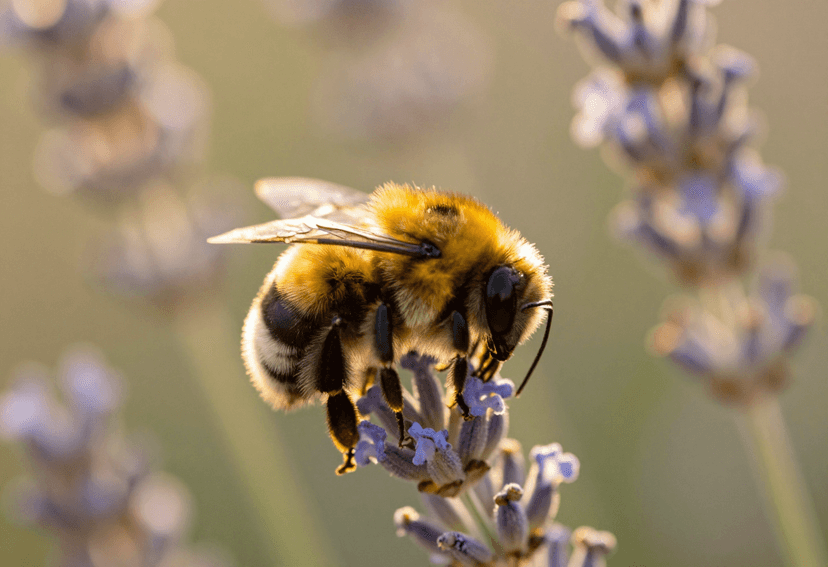 Bumblebees solve complex puzzles through sudden insight. See what it means for your view of nature